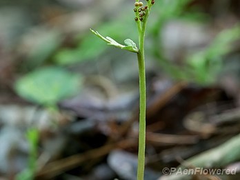 Plant form